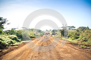 Zebras crossing an african dirt, red road through savanna