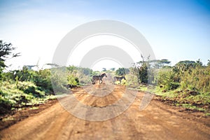 Zebras crossing an african dirt, red road through savanna