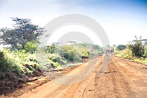 Zebras crossing an african dirt, red road through savanna, Kenya