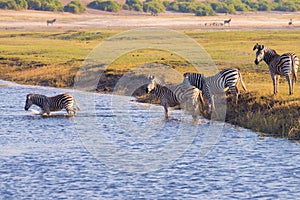 Zebras crossing Chobe river.