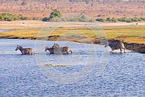 Zebras crossing Chobe river.