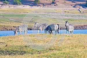 Zebras crossing Chobe river. Glowing warm sunset light. Wildlife Safari in the african national parks and wildlife reserves.