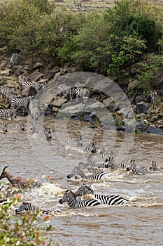 Zebras. Crossing the Mara River in Kenya. Masai mara, Africa