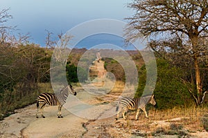 Zebras are crossing a path in the Kruger nature reserve on a safari in Africa in October 2017