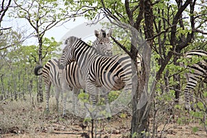 Zebras cuddling in the bush, Kruger National Park, South Africa