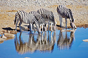 Zebras drinking