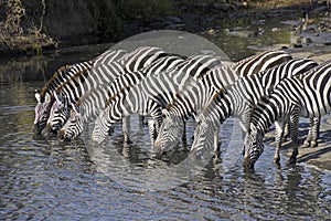 Zebras drinking at river, Kenya