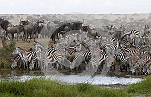 Zebras drinking at the Serengeti National Park