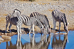 Zebras drinking