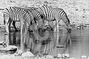 Zebras drinking water