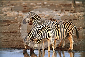 Zebras drinking water