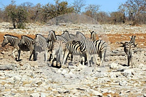 Zebras drinking at a water hole