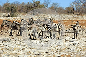 Zebras drinking at a water hole