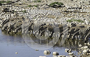 Zebras drinking water in line