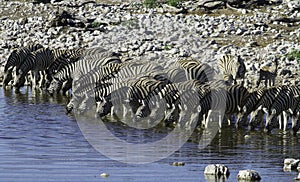 Zebras drinking water in line