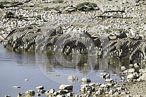 Zebras drinking water in line