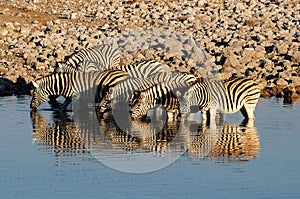 Zebras drinking water, Okaukeujo waterhole