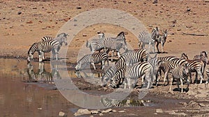 Zebras drinking water - Pilanesberg National Park