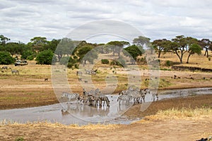 Zebras drinking water in a river of the savanna of Tarangire National Park, in Tanzania