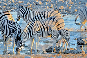 Zebras drinking water at sunset, Okaukeujo waterhole