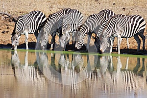 Zebras drinking at waterhole