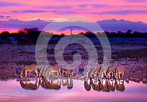 Zebras drinking at waterhole