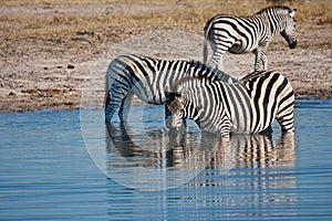 Zebras drinking at waterhole