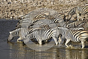 Zebras drinking at waterhole, Etosha, Namibia