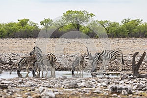 Zebras drinking from waterhole in Etosha Park