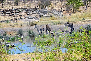 Zebras drinking at the waterhole in Kruger National Park