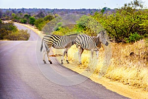 Zebras in the drought stricken savanna area of central Kruger National Park