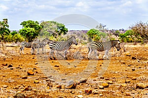 Zebras in the drought stricken savanna area of central Kruger National Park