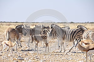 Zebras in the dry Kalahari desert in Etosha National Park photo