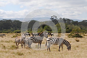 Zebras eating on the beautiful landscape of the Savannah Kenya, Africa