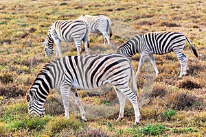 Zebras eating grass in Addo National Park, South Africa