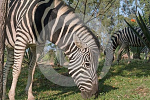 Zebras eating grass. Lubango. Angola. photo