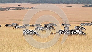 Zebras eating grass, Masai Mara