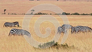 Zebras eating grass, Masai Mara