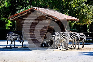 Zebras eating