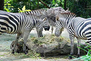 Zebras while eating