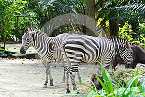 Zebras while eating