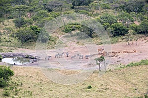 Zebras and Eland Antelopes at the Waterhole