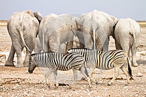 Zebras and elephants