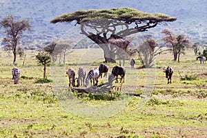 Zebras Equus and blue wildebeest Connochaetes taurinus