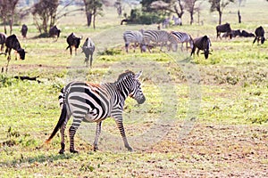 Zebras Equus and blue wildebeest Connochaetes taurinus