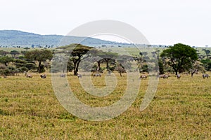 Zebras Equus and blue wildebeest Connochaetes taurinus