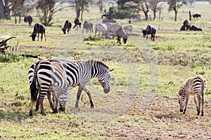 Zebras Equus and blue wildebeest Connochaetes taurinus