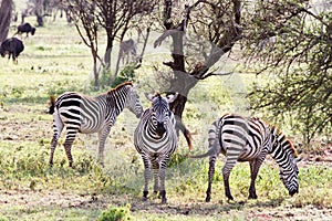 Zebras Equus and blue wildebeest Connochaetes taurinus