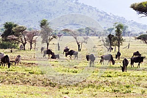 Zebras Equus and blue wildebeest Connochaetes taurinus