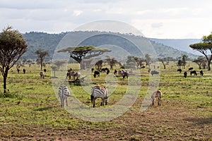 Zebras Equus and blue wildebeest Connochaetes taurinus